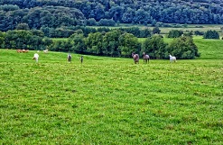Ardennen landschapfoto